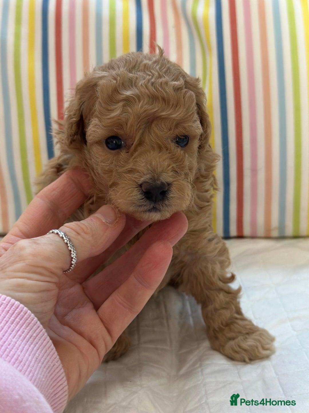 Toy Poodle dogs for sale: Tiny toy poodle boys  - Advert 32