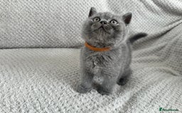 British Shorthair cats for sale: Pedigree BSH kittens  - Image 10