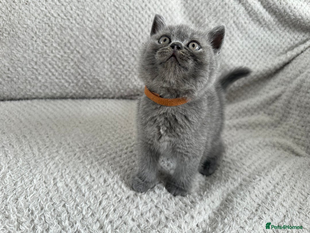 British Shorthair cats for sale: Pedigree BSH kittens  - Image 10