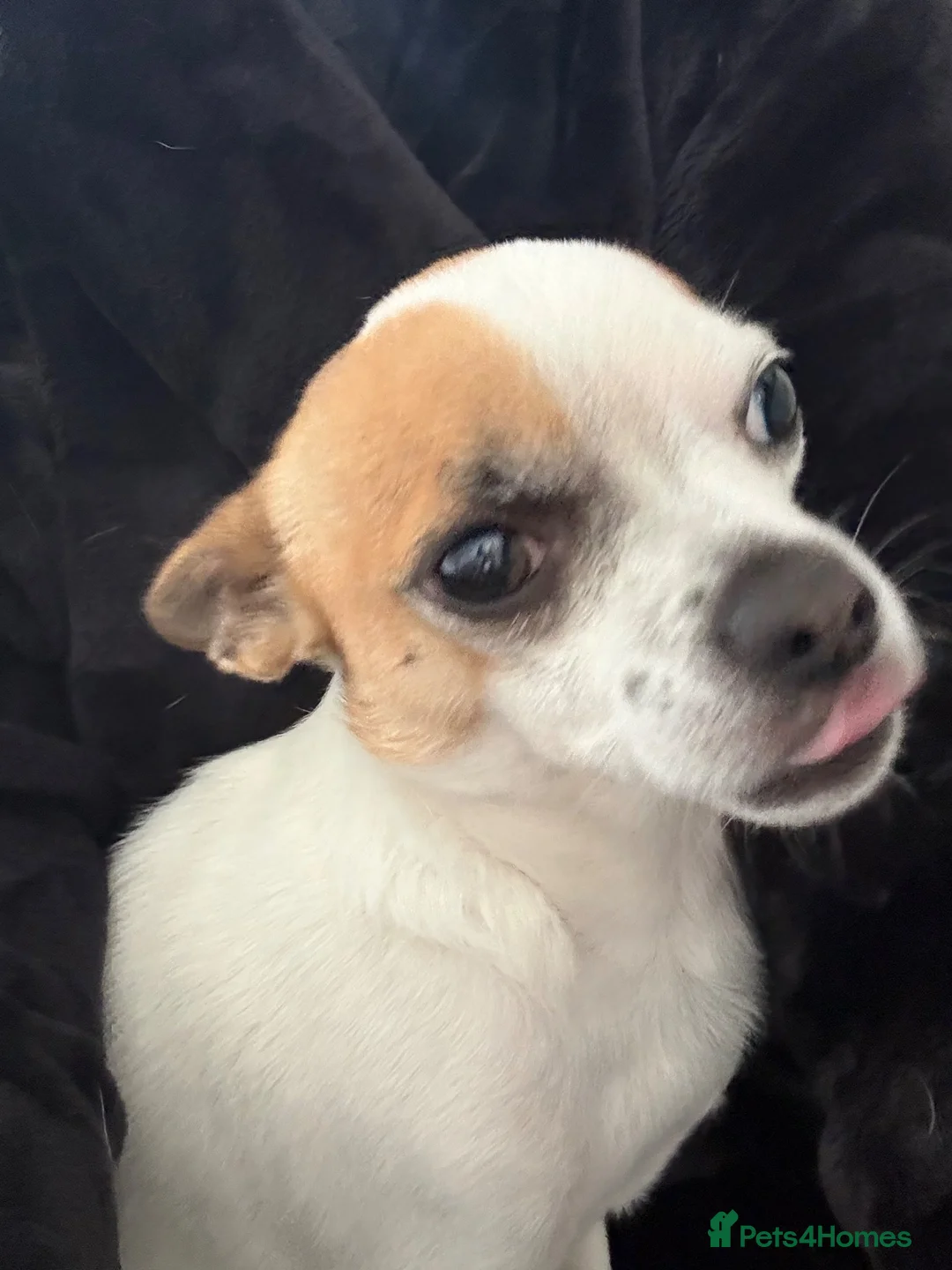 Chihuahua dogs for sale: 4 year old male chihuahua  in Norwich - Advert 2