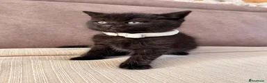 British Shorthair cross 3