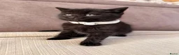 Mixed Breed cats for sale: British Shorthair Cross - Advert 9