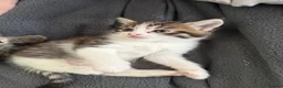 British Longhair cats for sale: 2 fluffy female kittens - Advert 4
