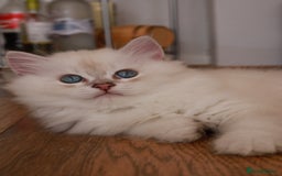 British Longhair cats for sale: White gold and silver boy😍 - Image 4