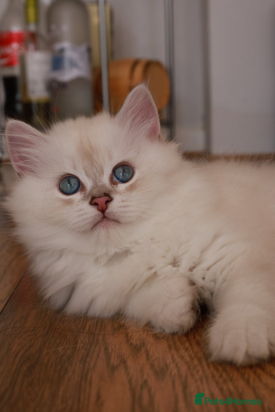 British Longhair cats for sale: White gold and silver boy😍 - Image 4