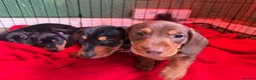 Dachshund dogs for sale: 4 beautiful boys  - Advert 3