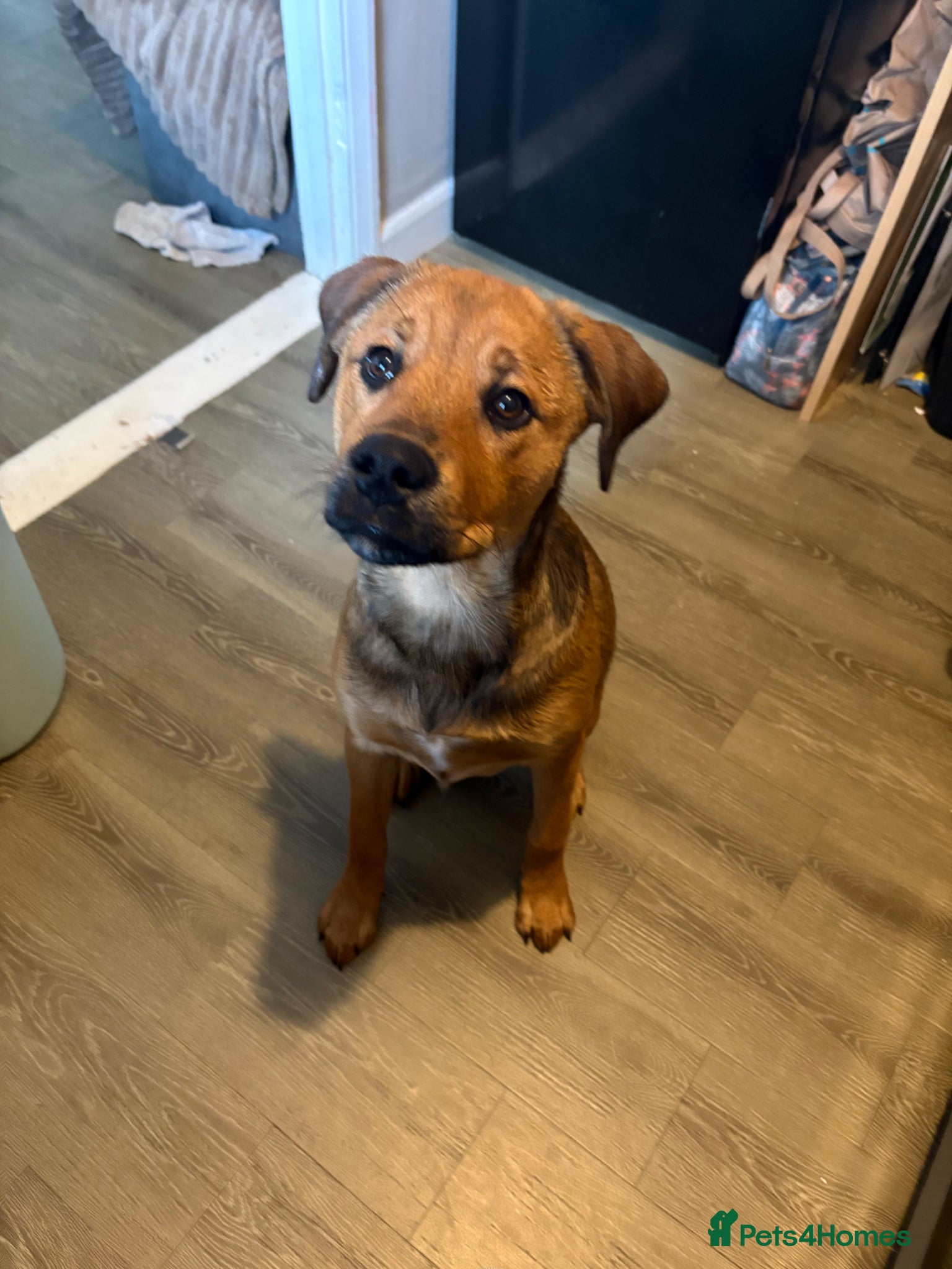 Mixed Breed dogs for sale: Skye our Rottweiler mixed female puppy - Advert 3