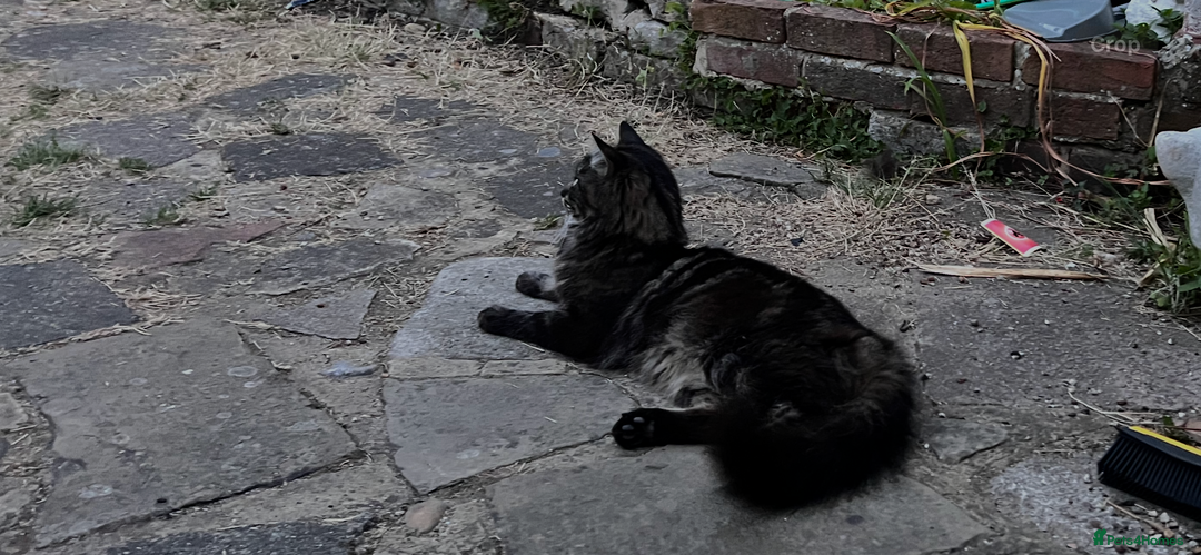 Maine Coon cats for sale: Maine Coon - Advert 4