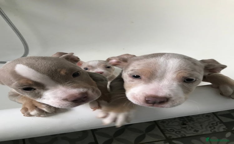 American Bully dogs - Advert 4