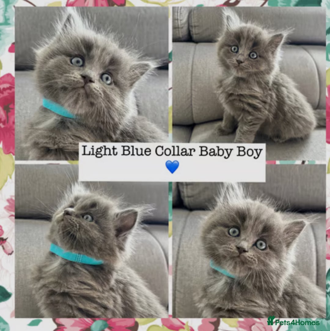 Mixed Breed cats for sale:  Fluffy Ragdoll x British Shorthair Kittens - Image 6