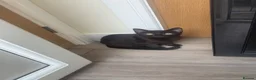 Mixed Breed cats for sale: 1 kitten and 1 cat in Rotherham - Advert 7
