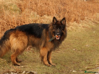 German Shepherd dogs in Lancaster - Advert 34