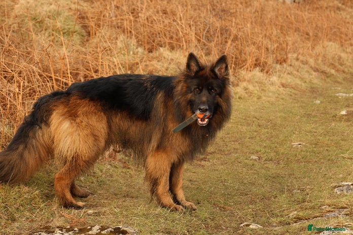 German Shepherd dogs in Lancaster - Advert 1