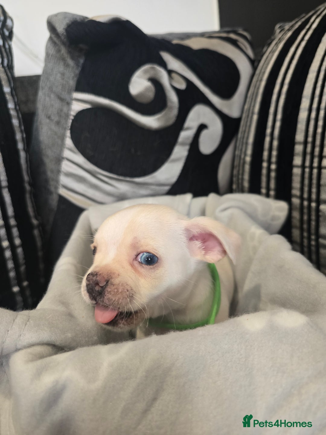 Mixed Breed dogs for sale: Puppy chugs 4 boys  - Image 10
