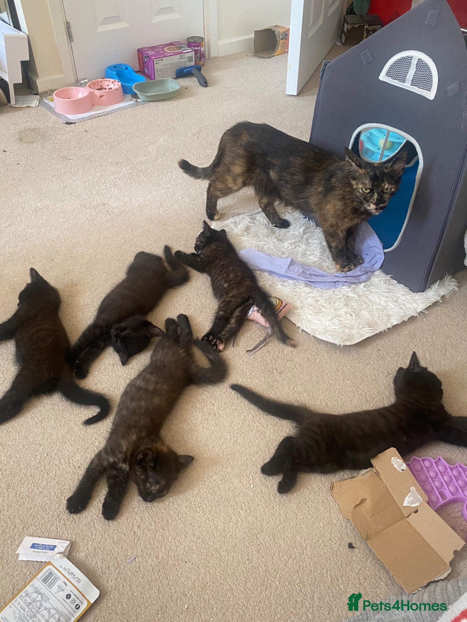 British Longhair cats Beautiful kittens in need forever homes❤️ - Advert 2