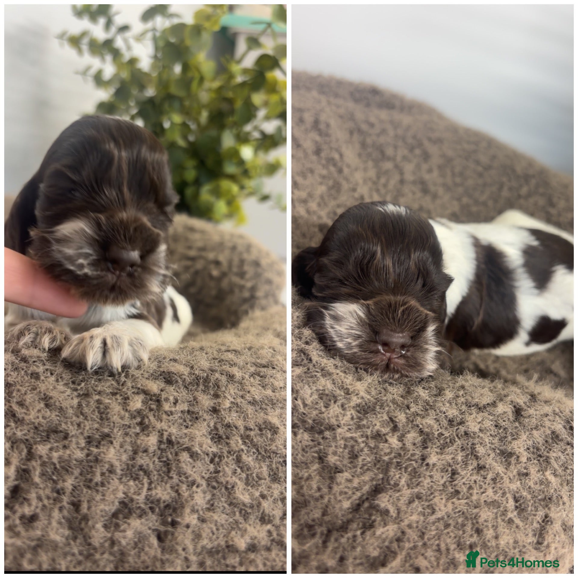 Cocker Spaniel dogs 🤎 KC show cocker spaniels 🤎 - Advert 1