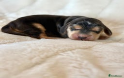 Cocker Spaniel dogs for sale: KC Reg Fully Health Tested Showline Cocker Spaniel - Image 1
