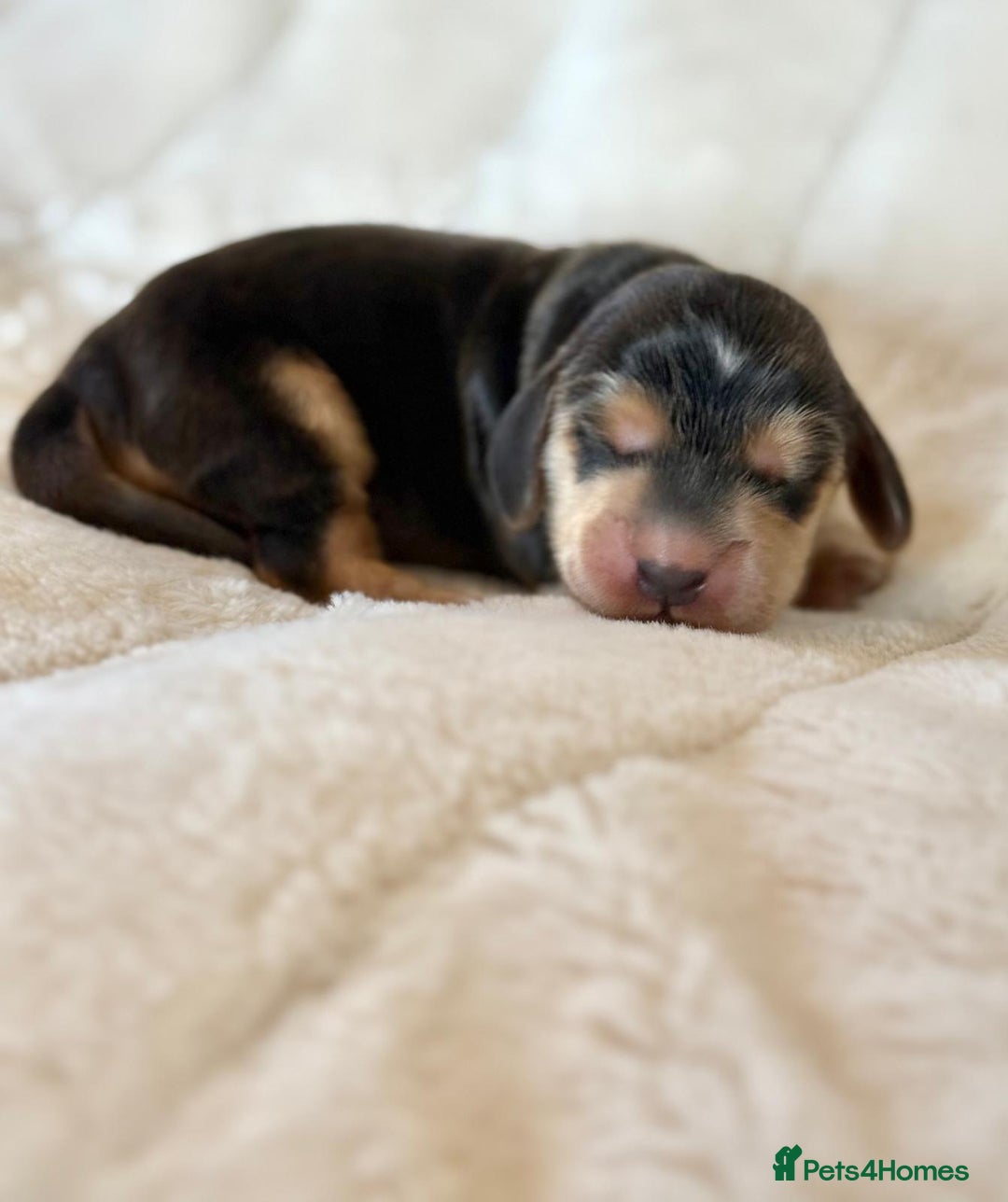 Cocker Spaniel dogs for sale: KC Reg Fully Health Tested Showline Cocker Spaniel - Image 1