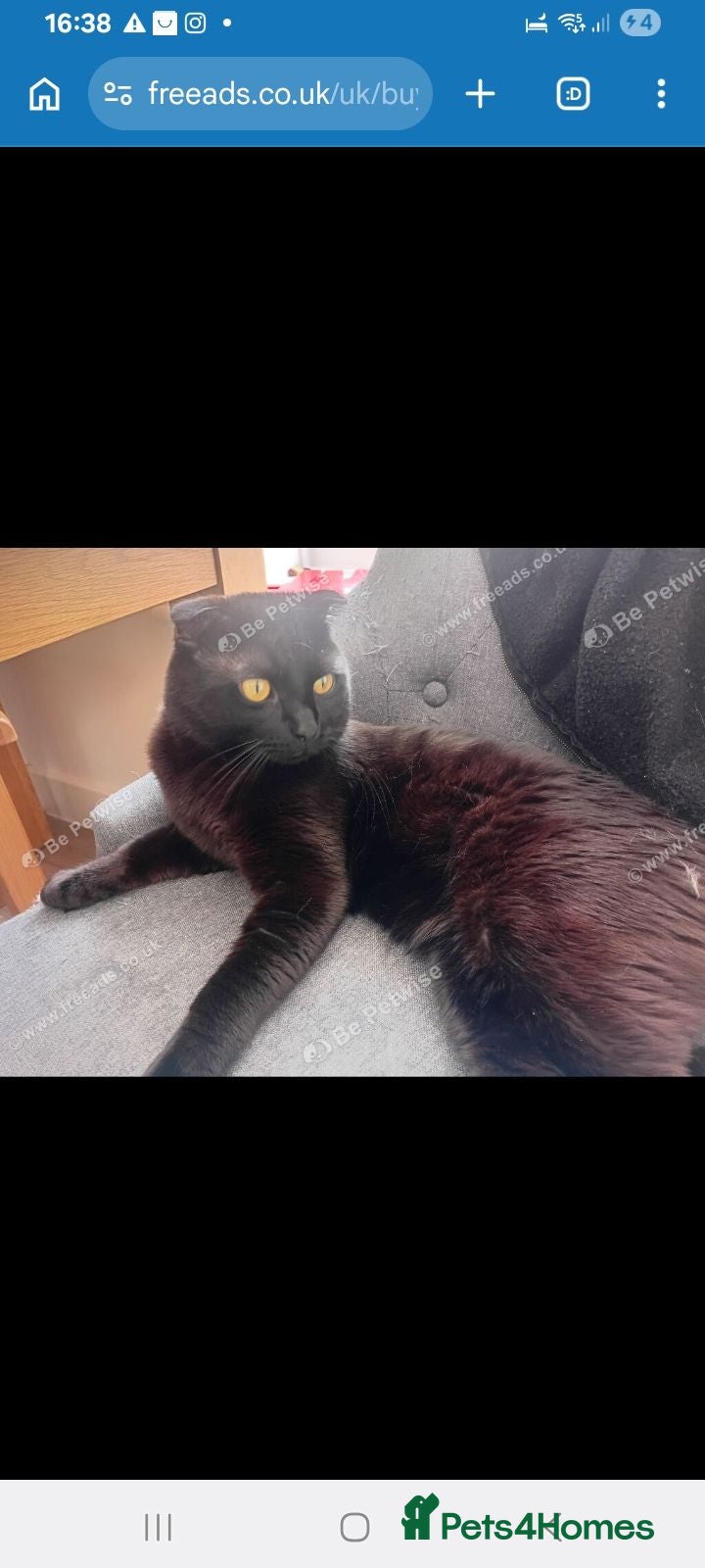 Scottish Fold cats Beautiful Scottish fold male available to leave  - Advert 14