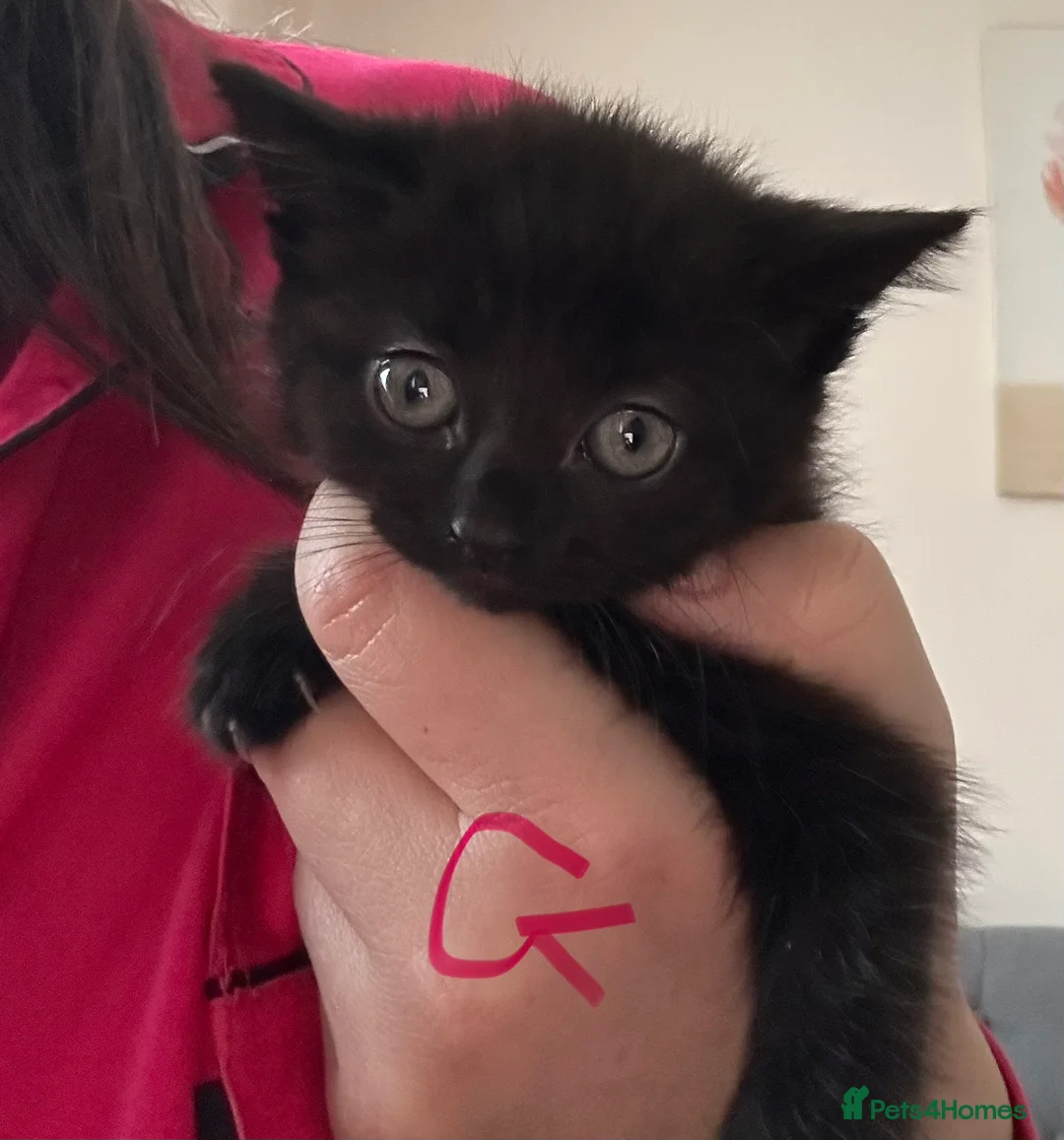 Mixed Breed cats for sale: Kittens ready now  - Advert 5