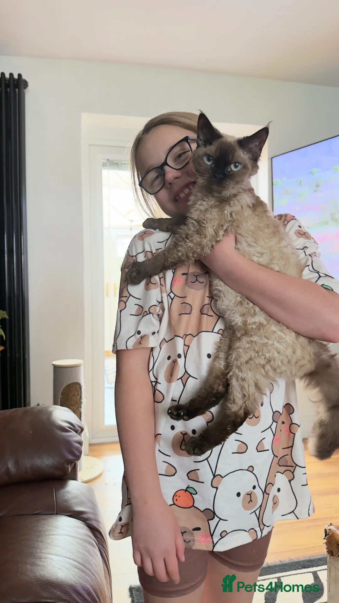 Devon Rex cats for sale: GCCF female longhair Devon Rex  - Advert 1