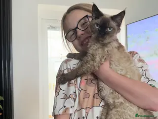 Devon Rex cats GCCF female longhair Devon Rex - Advert 10