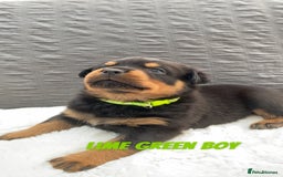 Rottweiler dogs for sale: Beautiful KC Rottweiler puppies - Image 21