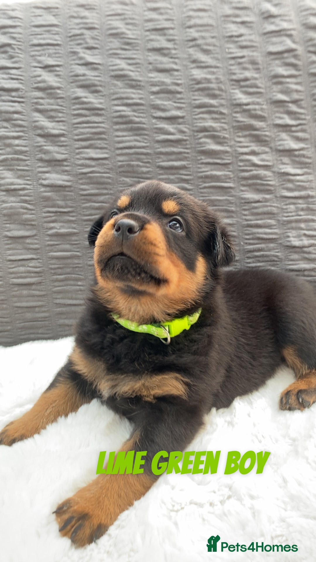 Rottweiler dogs for sale: Beautiful KC Rottweiler puppies - Image 21