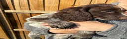 Sprocker dogs for sale: Beautiful boy sprocker spaniels  in Maidstone - Advert 19