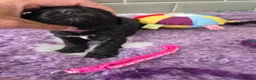 Saint Berdoodle dogs for sale: Miniature F1b Saint Bernadoodles  - Advert 26