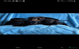 Patterdale Terrier dogs for sale: Beautiful girl left - Image 4