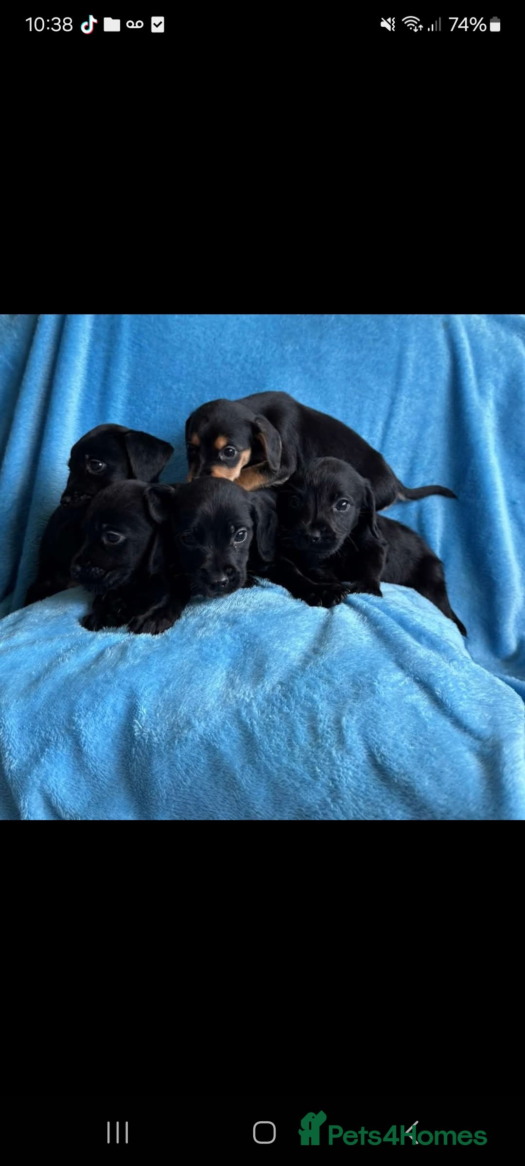 Patterdale Terrier dogs for sale: Beautiful girl left - Image 4