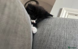 Maine Coon cats for sale: 4 very fluffy kittens - Image 11