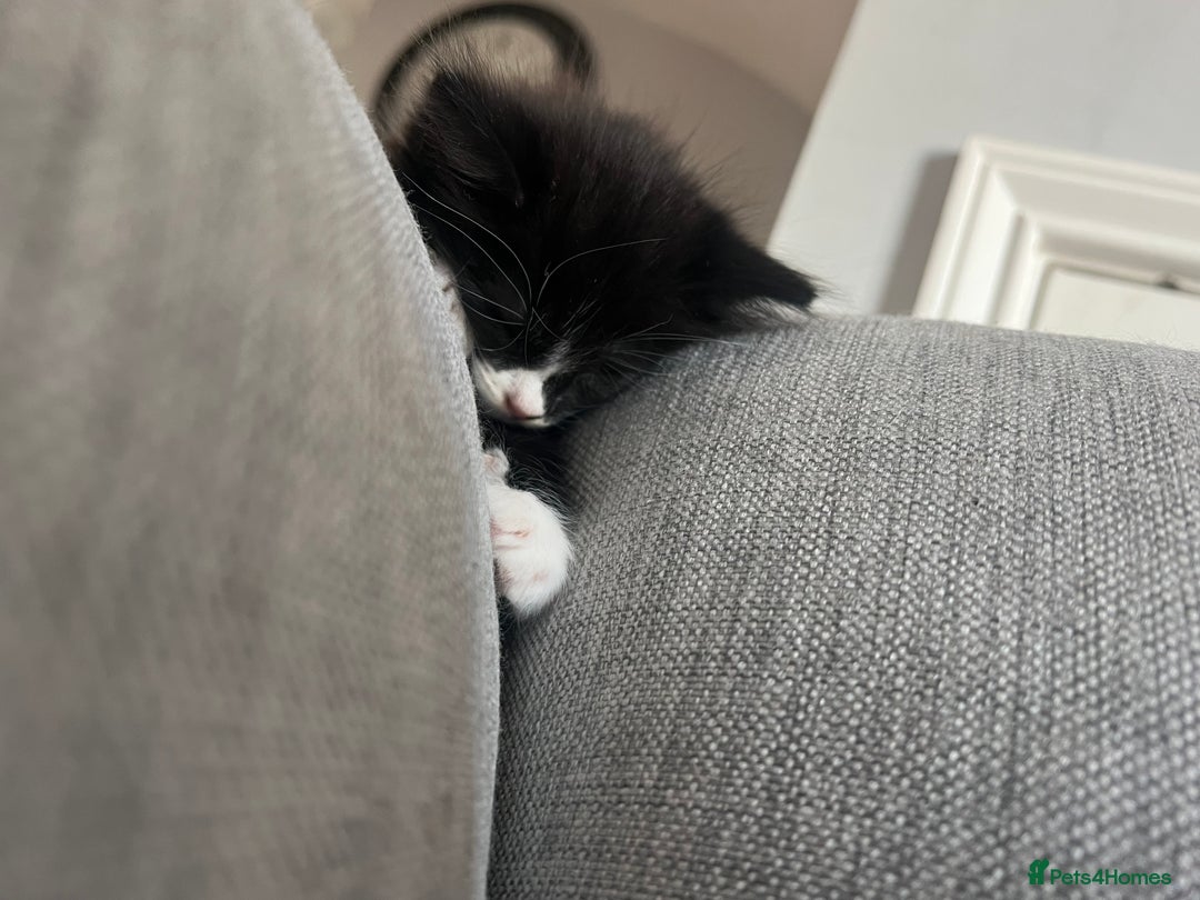 Maine Coon cats for sale: 4 very fluffy kittens - Image 11