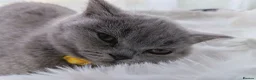 British Shorthair cats for sale: Ready to go. Gccf registered blue BSH kittens - Advert 29