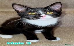 Mixed Breed cats for sale: 4 Maine Coon X Kittens Still Available!! - Image 10