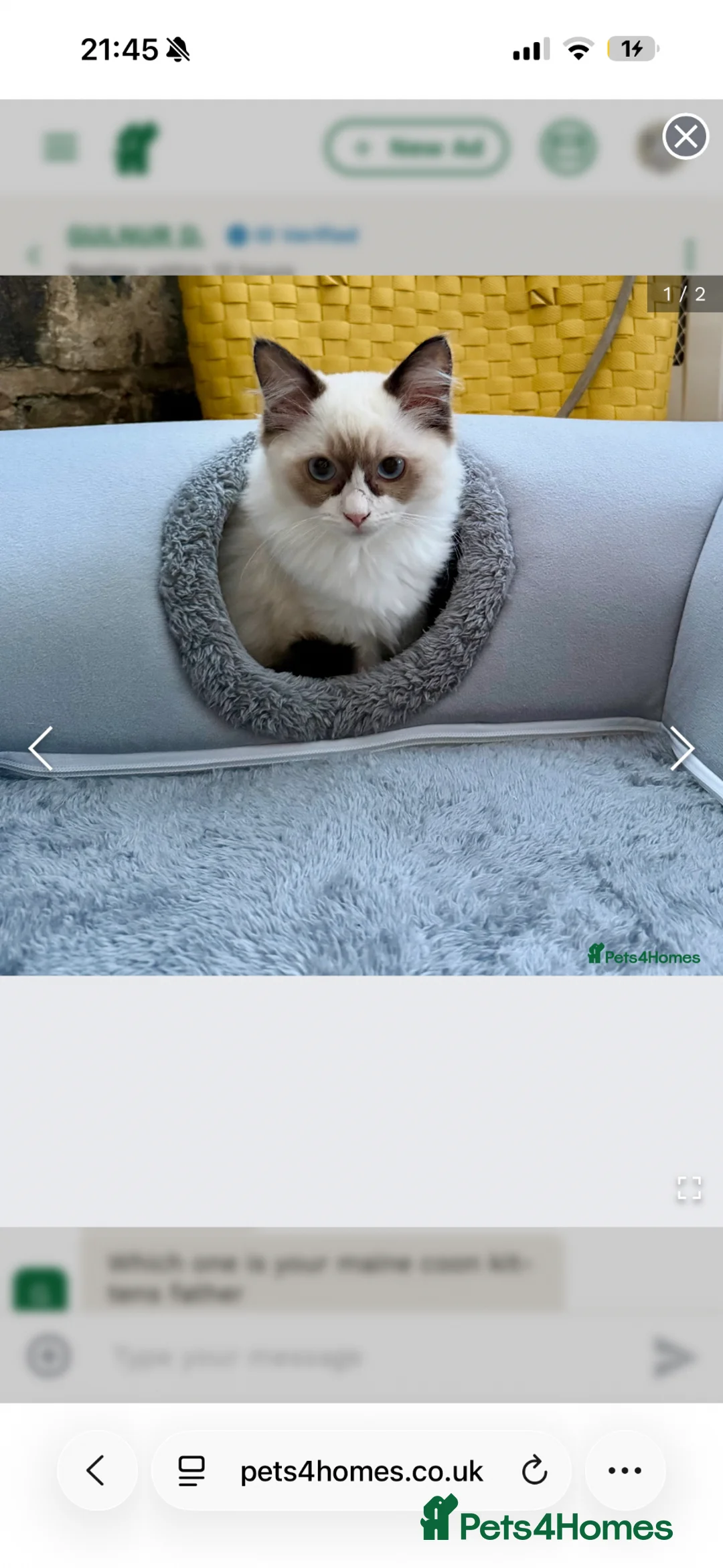 Ragdoll cats for sale: One last bicolour boy is still available  - Advert 2