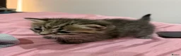 Mixed Breed cats for sale: Beautiful BSH × Siberian Kittens🤍 in Oldham - Advert 13