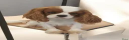 Cavalier King Charles Spaniel dogs for sale: Female Adult Cavalier king Charles Spaniel - Advert 3