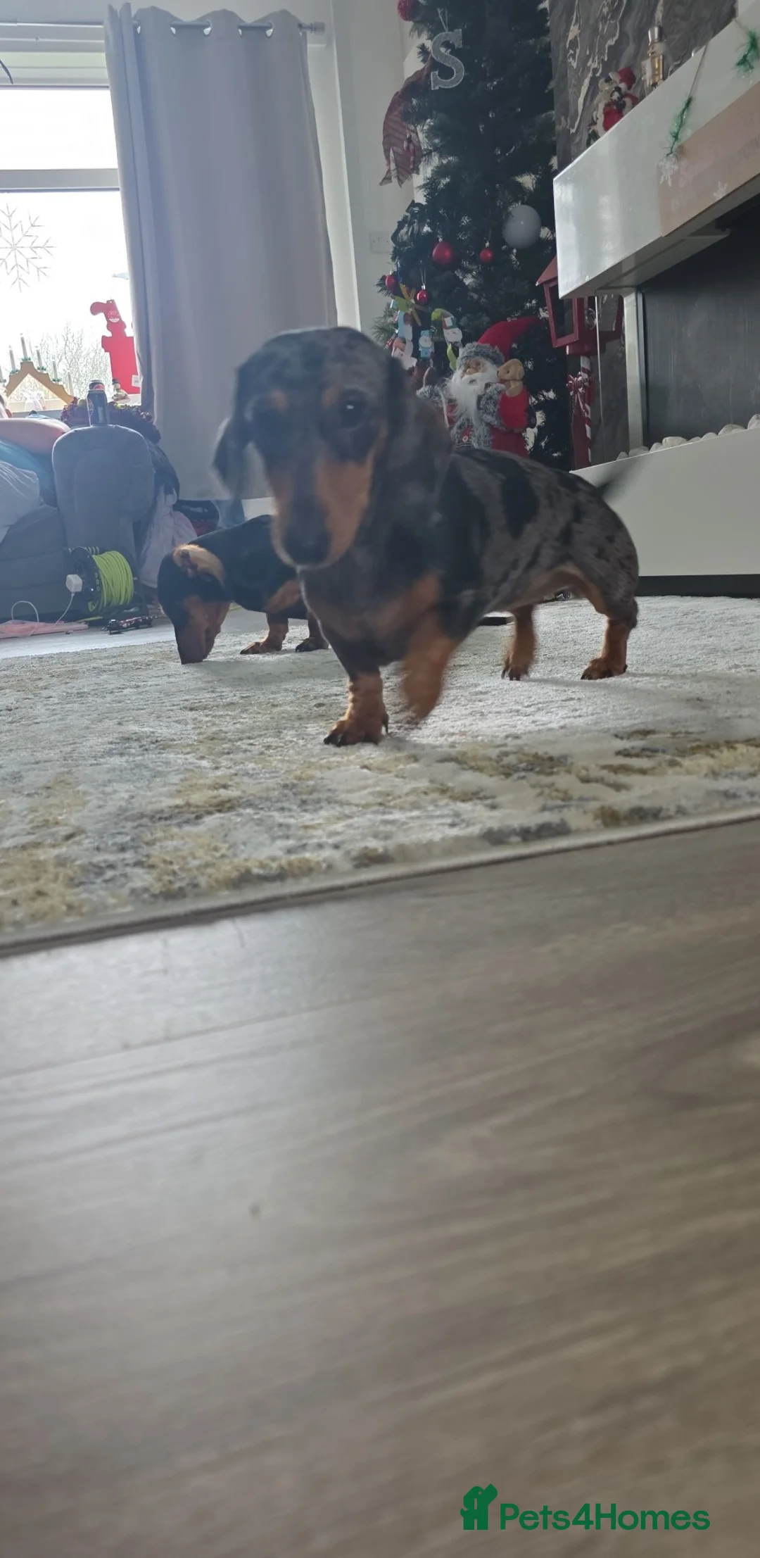 Miniature Dachshund dogs for sale: Miniature dapple dachshund - Advert 2