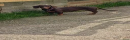 Miniature Dachshund dogs for sale: miniature dashaund  - Advert 1