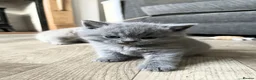British Shorthair cats for sale: PKD Clear Vet Health Checked BSH Kittens - Advert 17