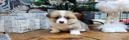 Welsh Corgi Pembroke dogs for sale: Stunning KC Registered Girl Dove Available.  - Advert 11