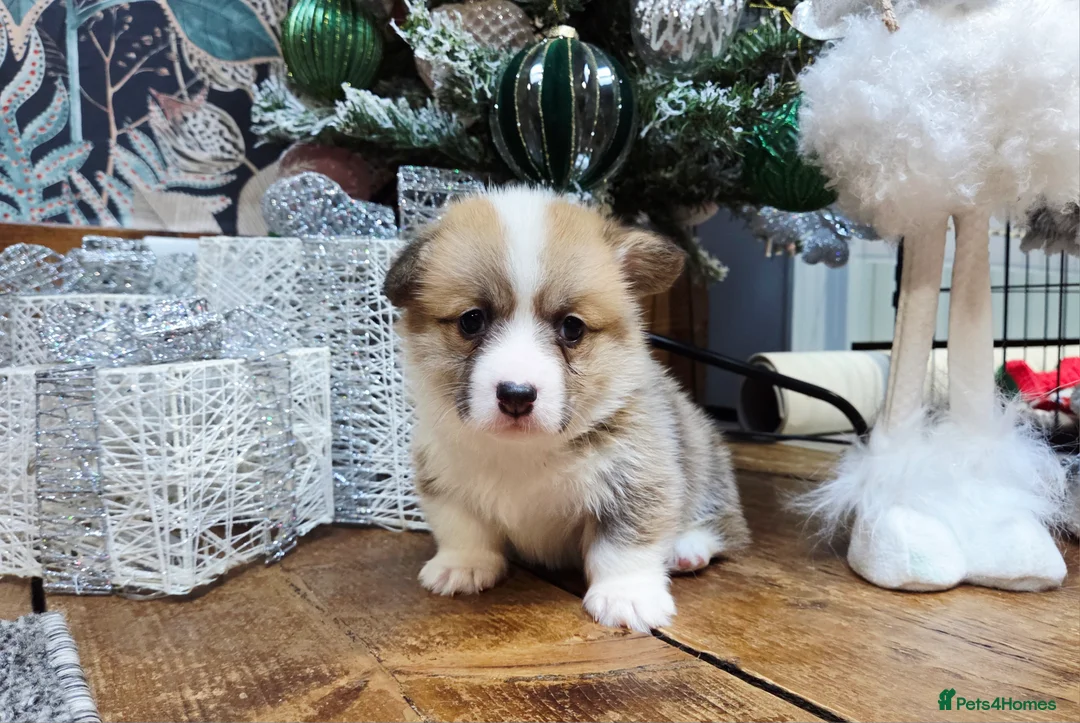 Welsh Corgi Pembroke dogs for sale: Stunning KC Registered Girl Dove Available.  - Advert 11