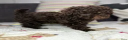 Toy Poodle dogs for sale: Toy poodle puppies READY NOW! - Advert 23