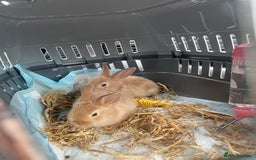 Mixed Breed rabbits for sale: 2 female bunny’s for sale 8 weeks old  - Image 2