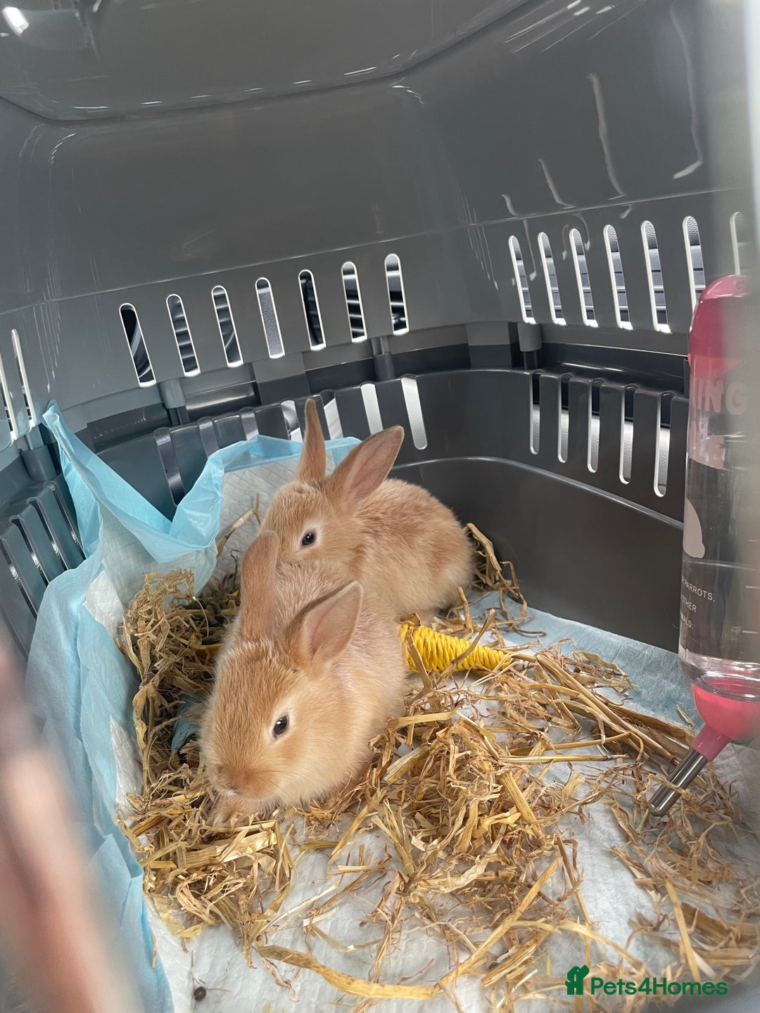 Mixed Breed rabbits for sale: 2 female bunny’s for sale 8 weeks old  - Image 2