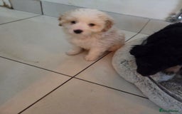 Bordoodle dogs for sale: Bordoodle pups - Advert 9