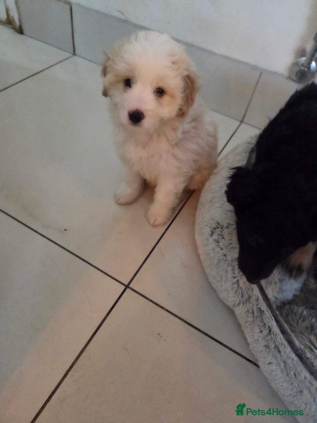 Bordoodle dogs for sale: Bordoodle pups - Advert 9