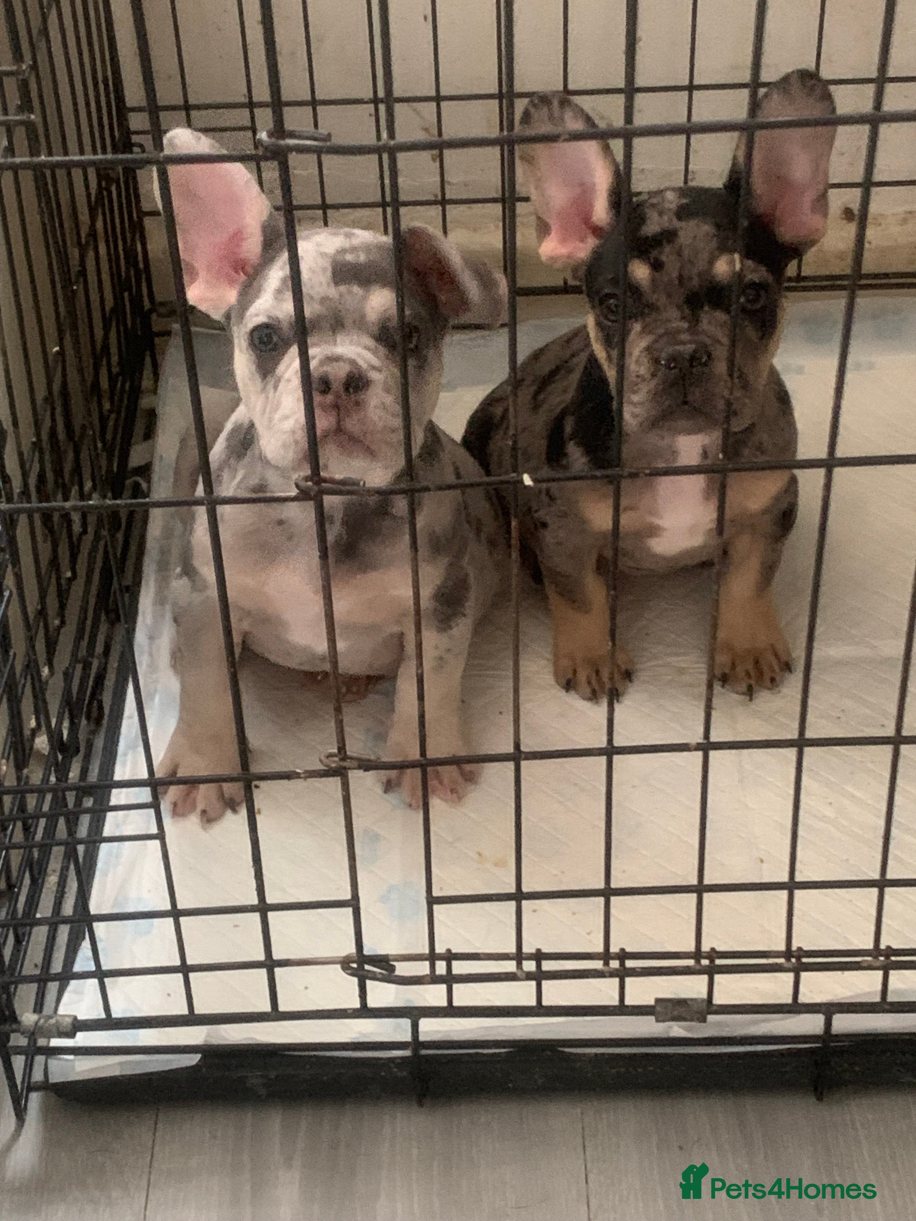 French Bulldog dogs 2 left French bulldog puppy's for sale  - Advert 16